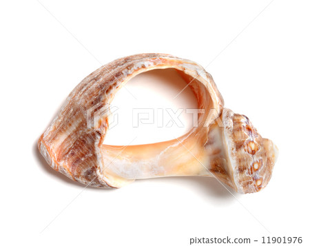 Broken rapana shell isolated on white background Broken rapana shell isolated on white background 11901976