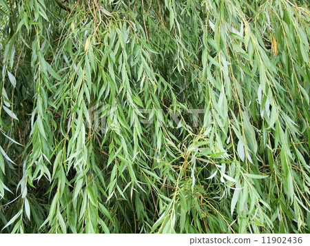 图库照片 weeping willow