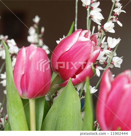 Tulip picture 11902444