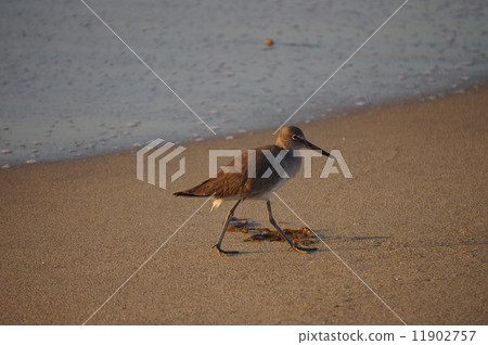 Seabird Seabird 11902757