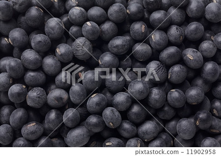 Tanba black bean (Tamba Sasayama black soybean) Tanba black bean (Tamba Sasayama black soybean) 11902958