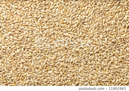 有機種植的大麥（帶殼） 11902963