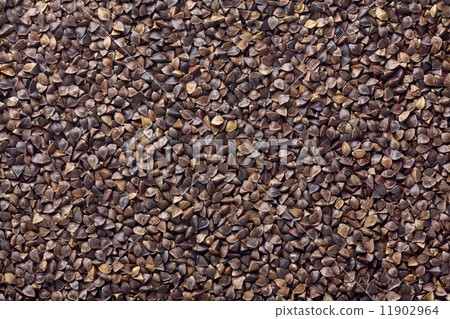 Domestic Genkoba 11902964