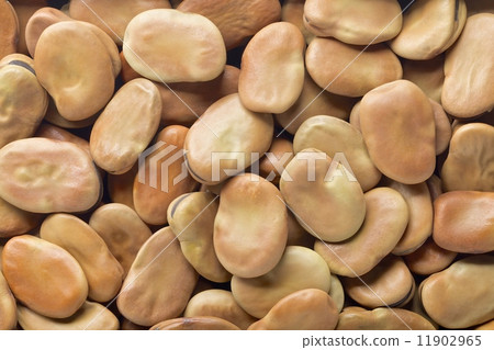 Broad beans Broad beans 11902965