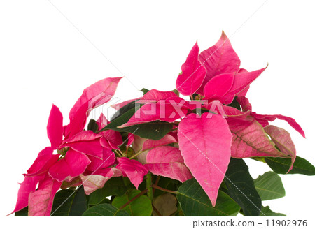 pink poinsettia flower close up pink poinsettia flower close up 11902976