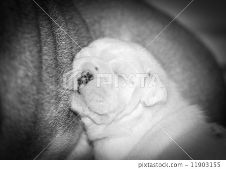 puppy sleeping 11903155