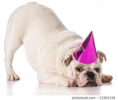 birthday dog 11903156
