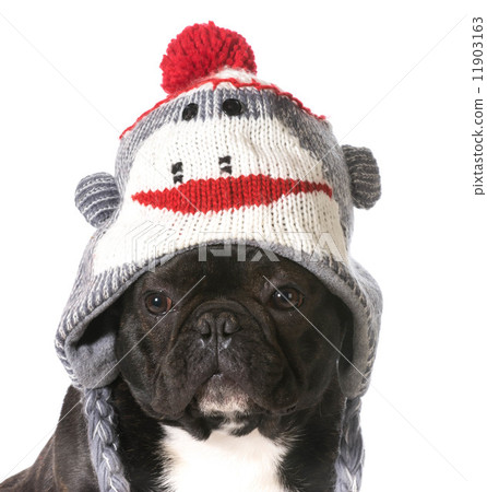 dog wearing hat 11903163