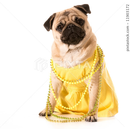 female pug 11903172