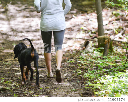 exercising the dog exercising the dog 11903174