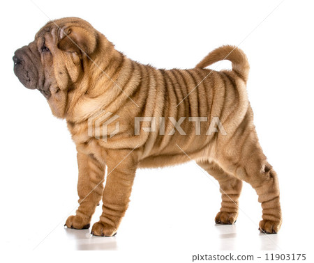 chinese shar pei 11903175