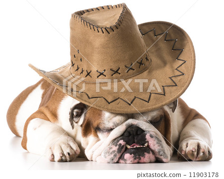 country dog 11903178