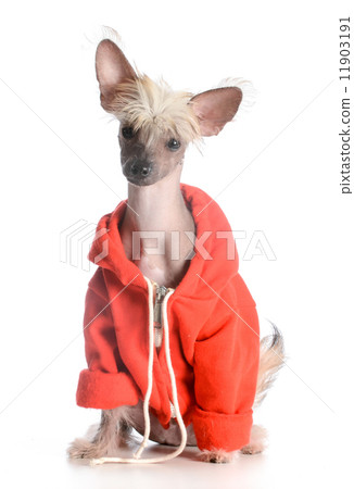 dog wearing sweater dog wearing sweater 11903191