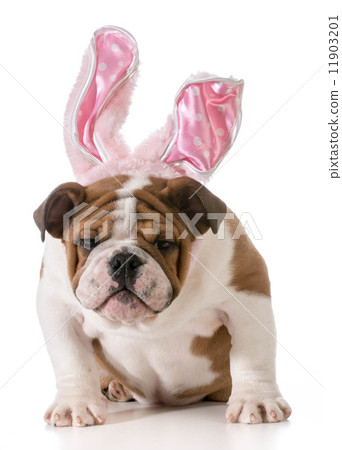 easter dog easter dog 11903201