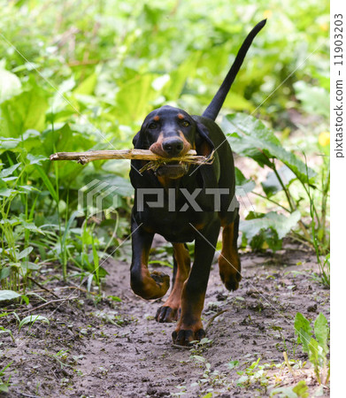 dog walking dog walking 11903203