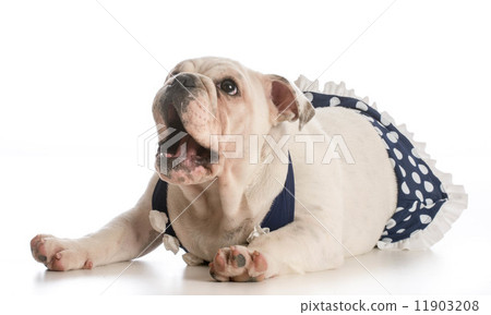 dog wearing bathing suit 11903208