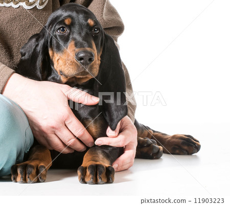 man's best friend man's best friend 11903223