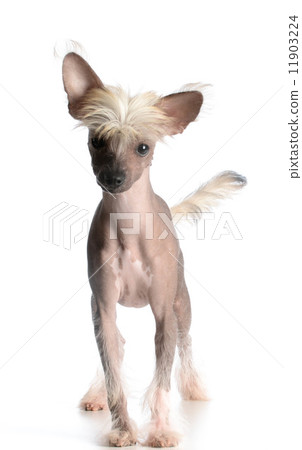 chinese crested puppy chinese crested puppy 11903224