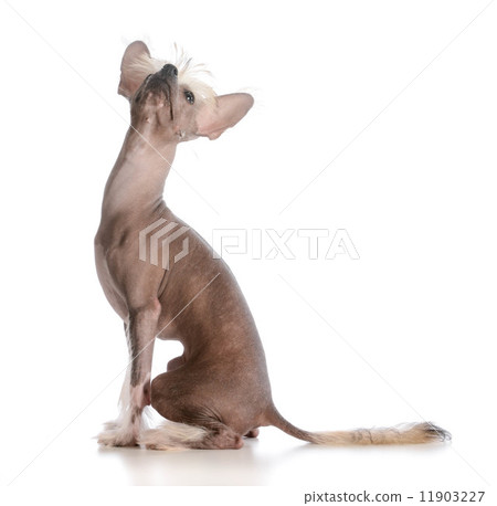 chinese crested puppy 11903227