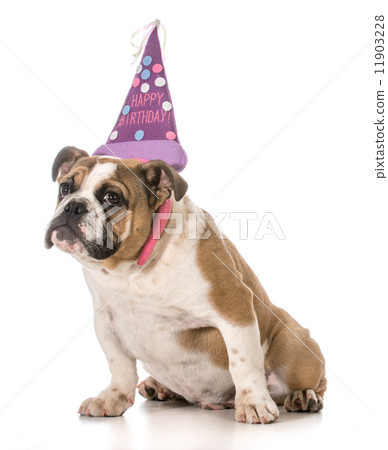 birthday dog birthday dog 11903228
