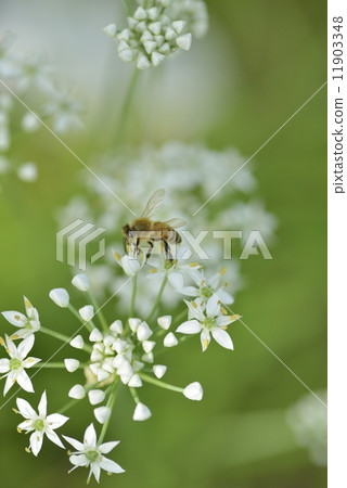 Nira flowers and bee 11903348