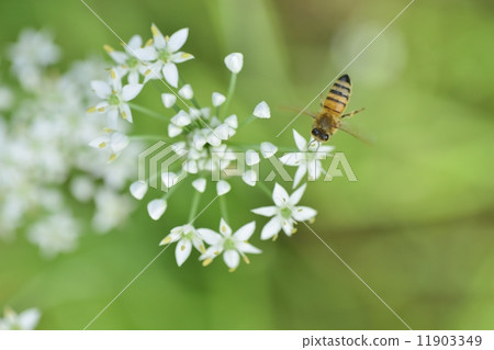 Nira flowers and bee 11903349