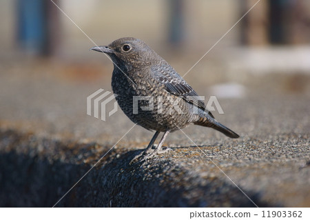 Iso-ohihodori female Iso-ohihodori female 11903362