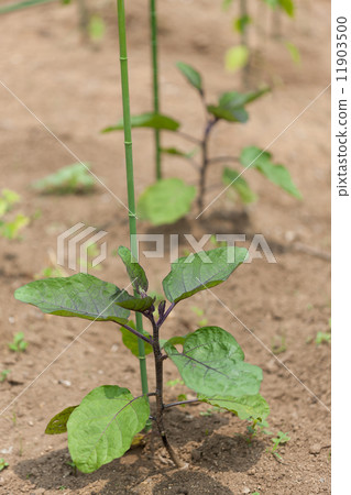 茄子苗 11903500