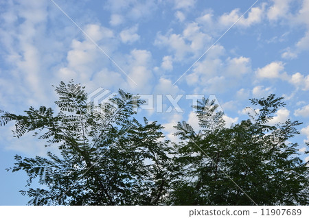 Hachioji's August is Tokyo suburbs 11907689