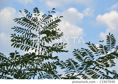 Hachioji's August is Tokyo suburbs 11907690