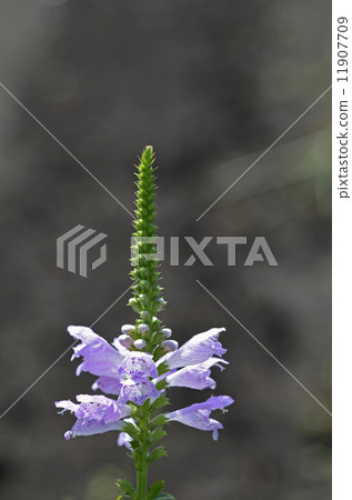 Hanatraneo(花虎尾巴) Hanatraneo(花虎尾巴) 11907709