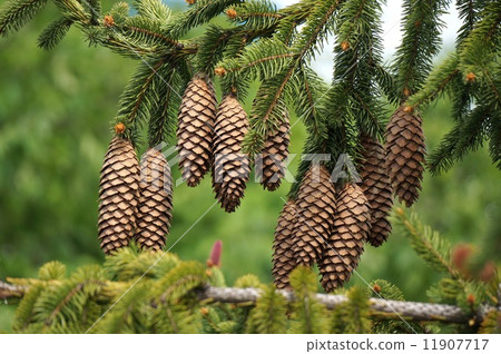 Deer of the Spruce Spruce 11907717