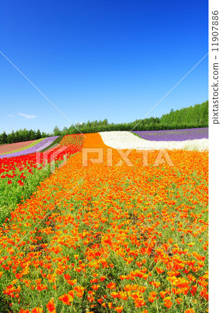 Hokkaido Nakafurano Town Farm Tomita Coloring field Hokkaido Nakafurano Town Farm Tomita Coloring field 11907886
