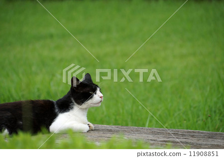 Cat in the park 11908851