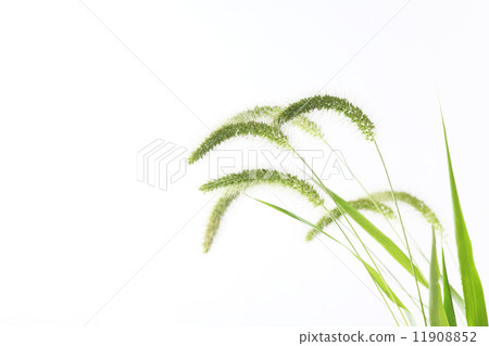 Setaria viridis 11908852
