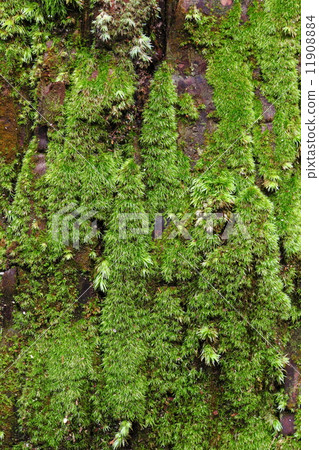 Cedar trunk moss 11908884