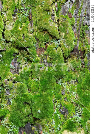 Cedar trunk moss 11908885