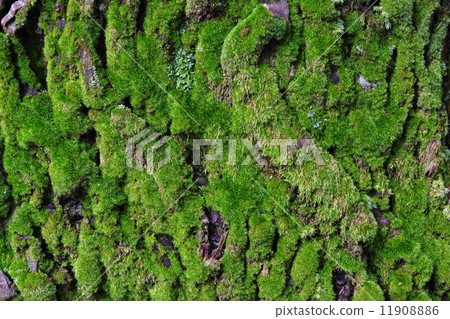 Cedar trunk moss Cedar trunk moss 11908886