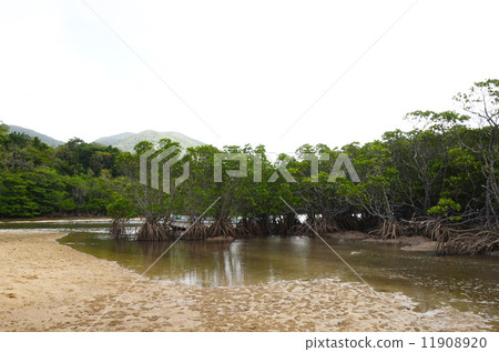 Mangrove of Ishigakijima Fukutomi River 11908920
