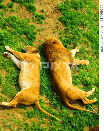 Nap Lion - the character of "north" 11909003