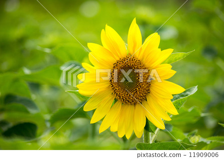 Sunflower 11909006