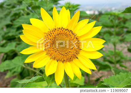 Sunflower 11909007