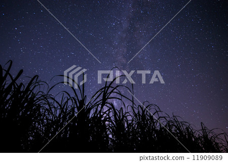沖繩島的滿天星斗的天空和甘蔗領域 沖繩島的滿天星斗的天空和甘蔗領域 11909089