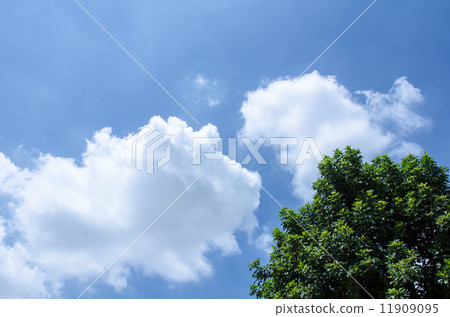 Tree and clouds on blue sky 11909095