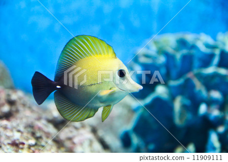 A photo of tropical fish in an aquarium. 11909111