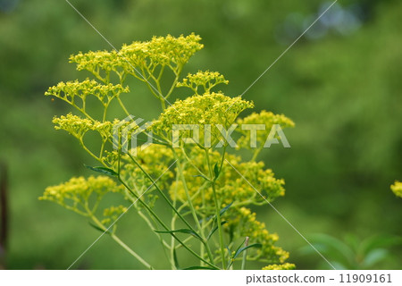 A maiden flower 11909161