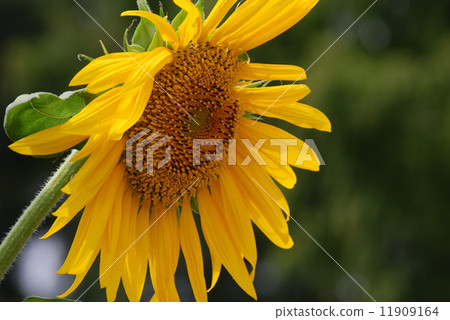  Sunflower flower 11909164