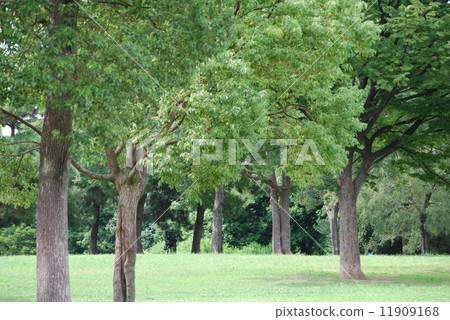 Grass and trees Grass and trees 11909168