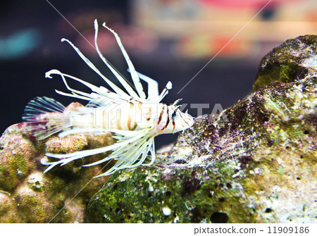 A photo of tropical fish in an aquarium. 11909186