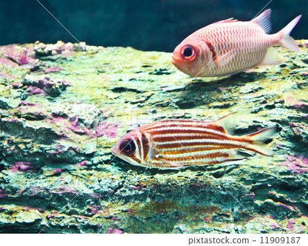 A photo of tropical fish in an aquarium. 11909187